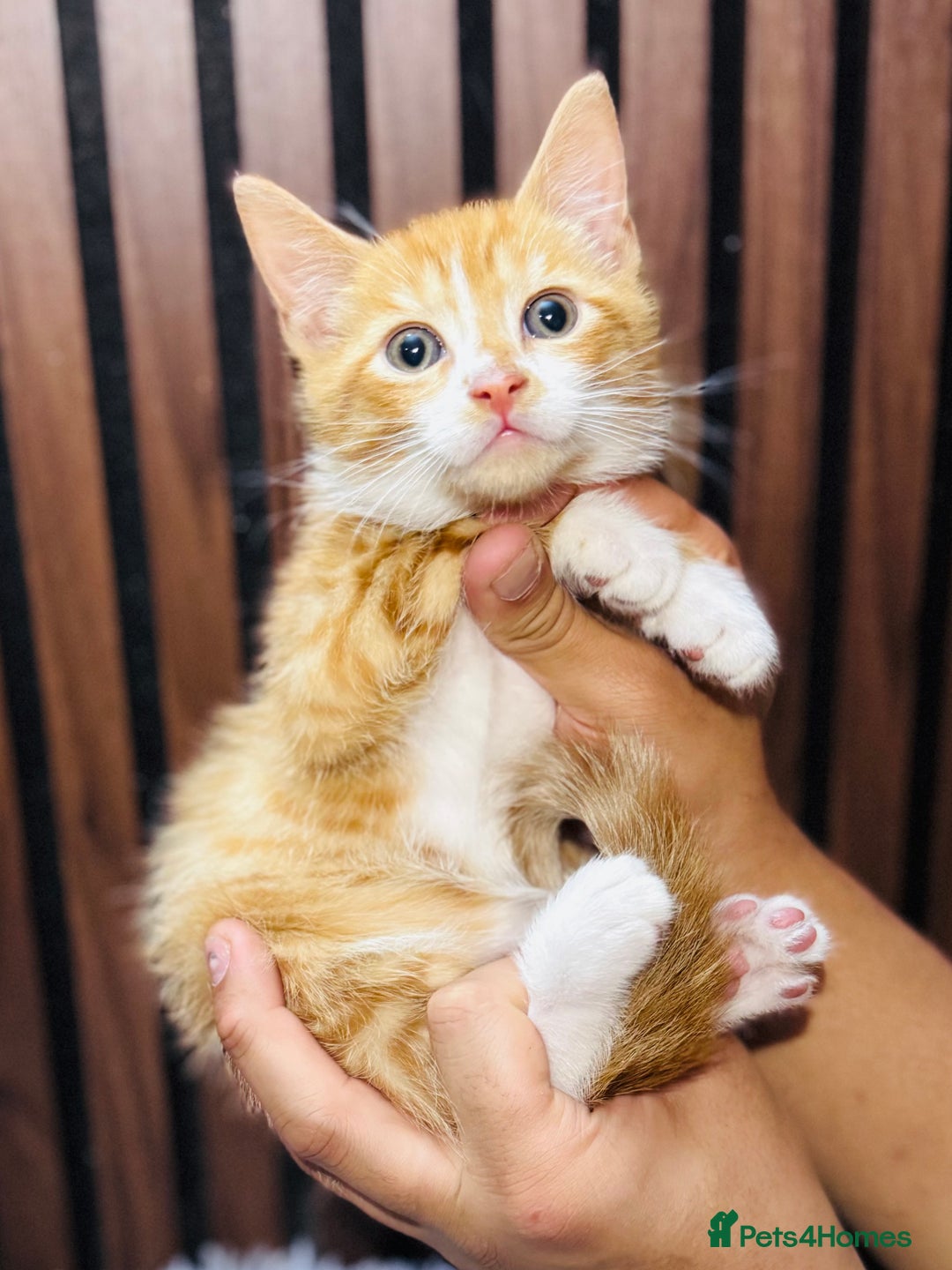 Mixed Breed cats for sale: 🎃 4 Pumpkin Gingers & 2 Phantom Kittens 👻 - Image 16