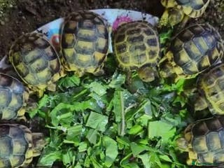 Tortoise reptiles Marginated tortoises - Advert 1
