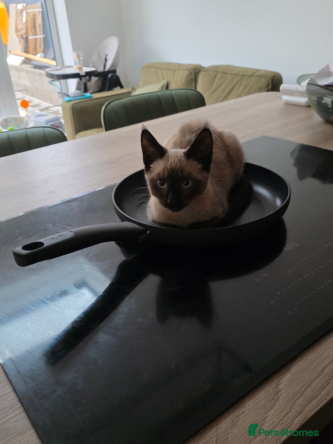 Mixed Breed cats for sale: Gorgeous spynx/ragdoll kitten for sale - Advert 5