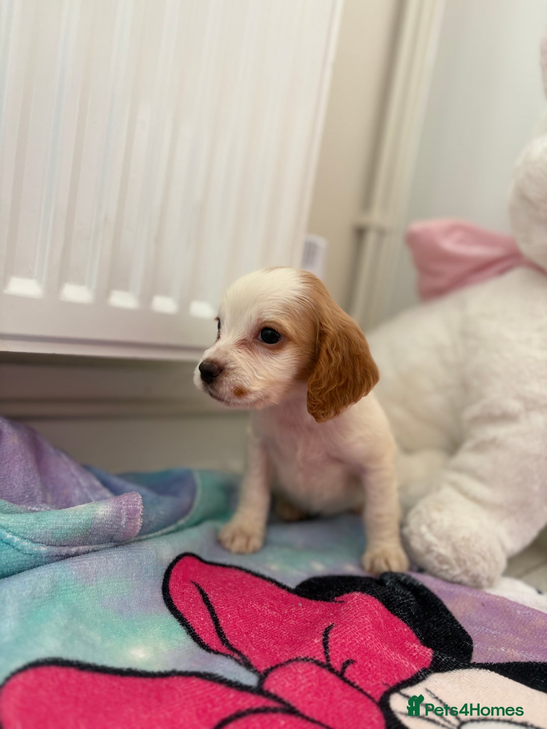 Cocker Spaniel dogs for sale: 1 GIRL 4 BOYS READY NOW 💙🩷 - Image 2