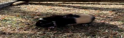 Guinea Pig rodents for sale: 3 Baby Guinea pigs for sale - Advert 2