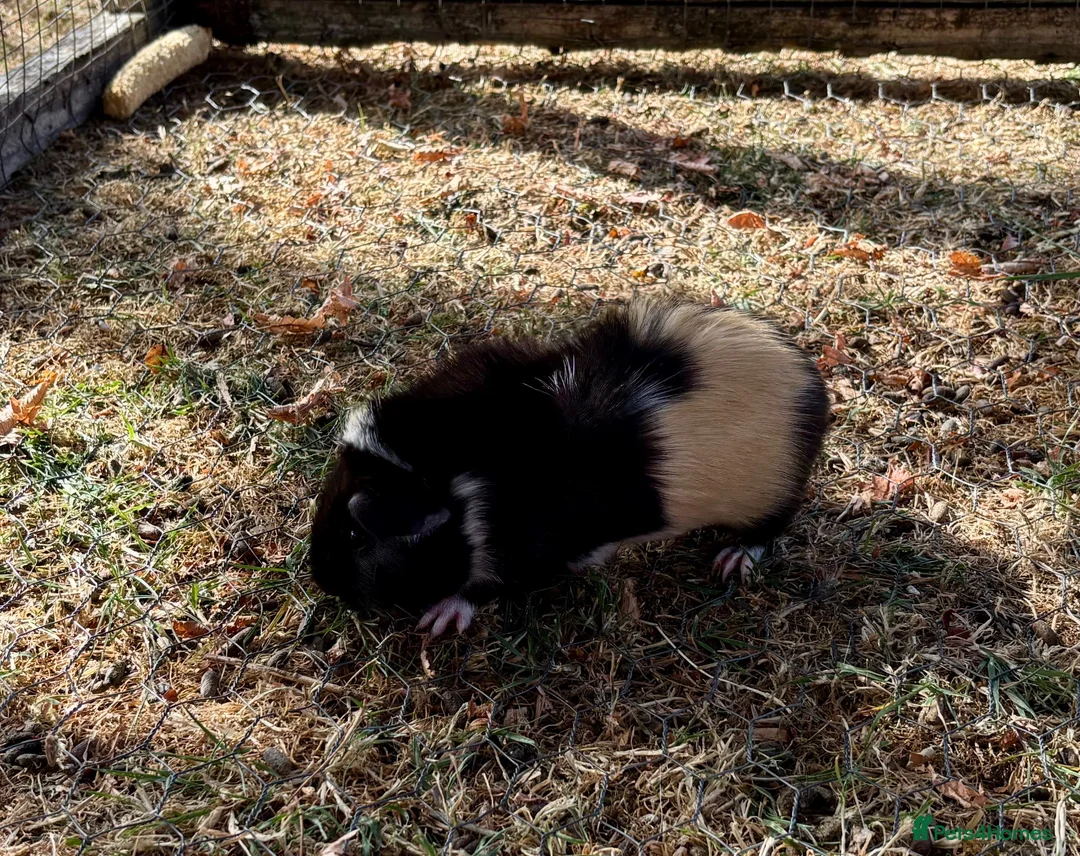 Guinea Pig rodents for sale: 3 Baby Guinea pigs for sale - Advert 2