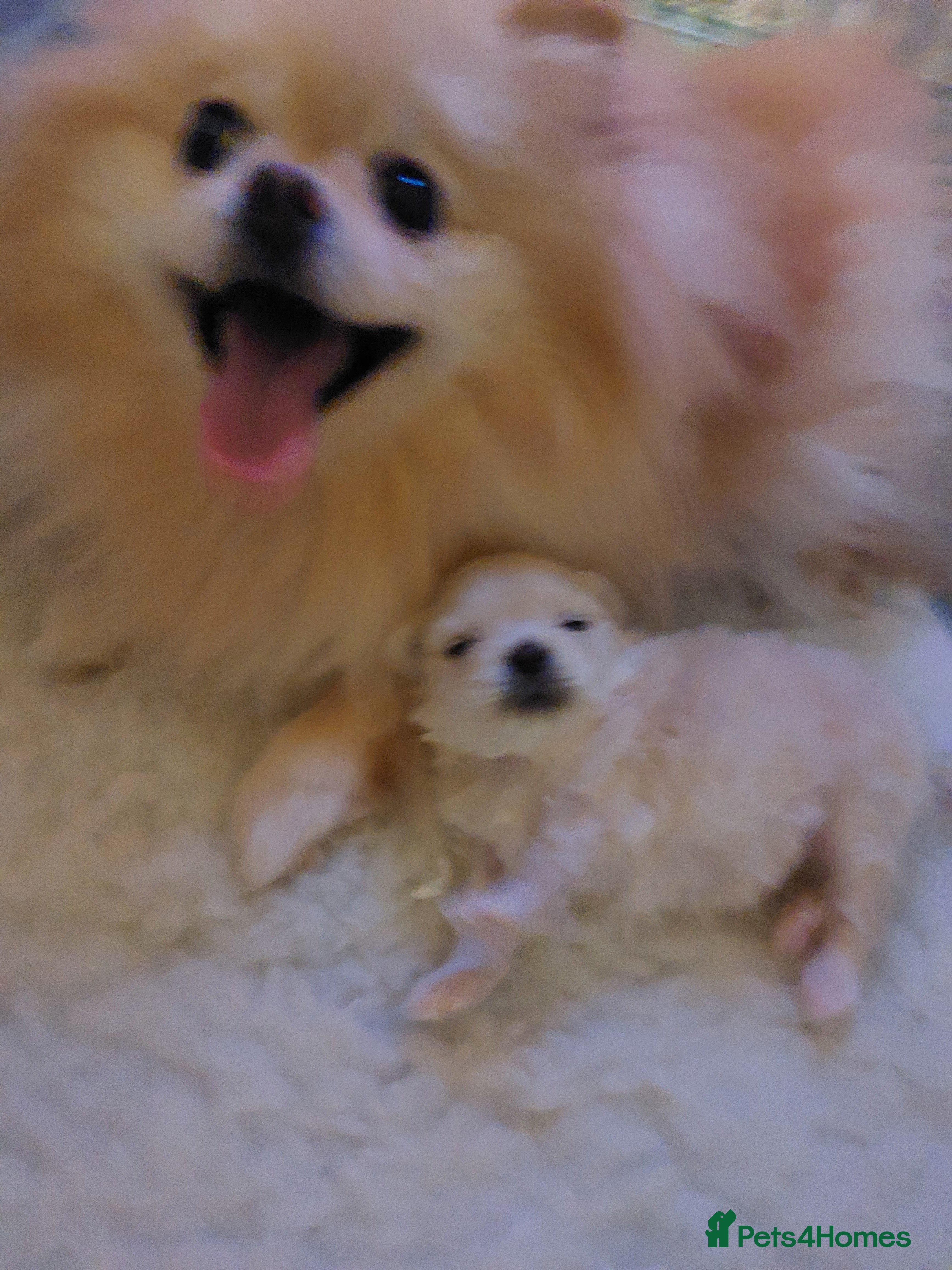 Mixed Breed dogs Maltese x Pomeranian  - Advert 5