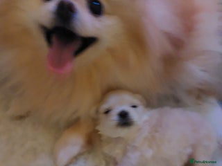 Mixed Breed dogs Maltese x Pomeranian - Advert 1