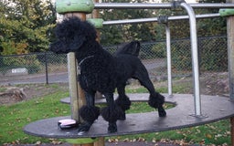 Miniature Poodle dogs for stud: Miniature Poodle Stud - Edinburgh/West Lothian - Image 3