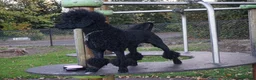 Miniature Poodle dogs for stud: Miniature Poodle Stud - Edinburgh/West Lothian - Advert 3