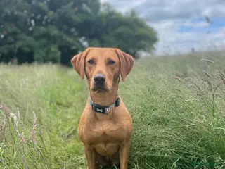 Labrador Retriever dogs ***Expecting Labrador Puppies - Advert 8