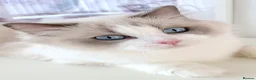 Ragdoll cats for sale: INDOOR FULL PEDIGREE 4 YEARS RAGDOLL FEMALE CAT - Advert 21