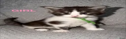 Maine Coon cats for sale: 🐾BEAUTIFUL MAINECOON KITTENS😻 3 BOYS & 2 GIRLS🐾 - Advert 34
