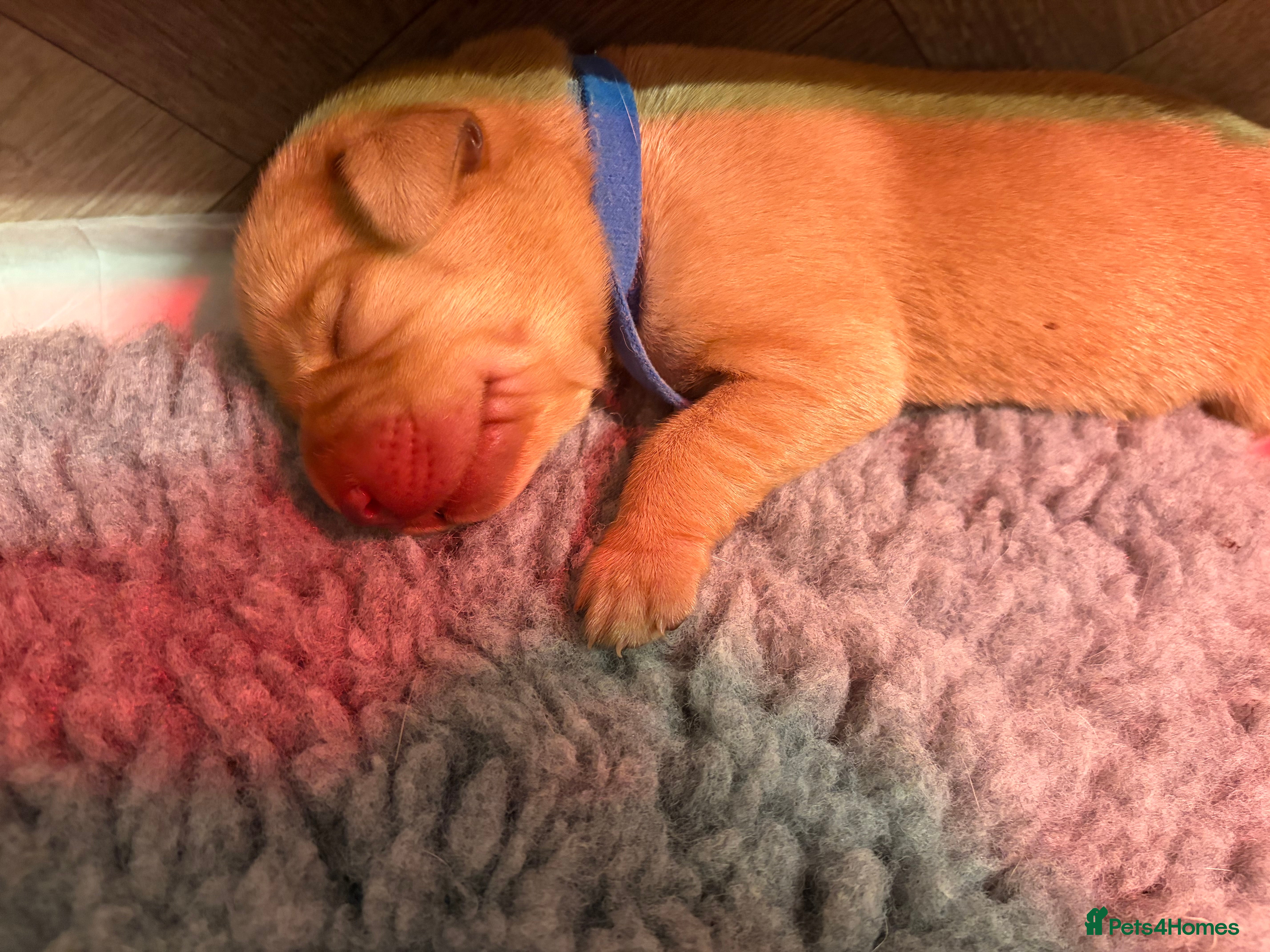Labrador Retriever dogs 7 KC Reg Labrador champion bloodline Puppies - Advert 2