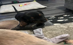Mixed Breed dogs for sale: Miniature dachshund X French bulldog  - Image 18