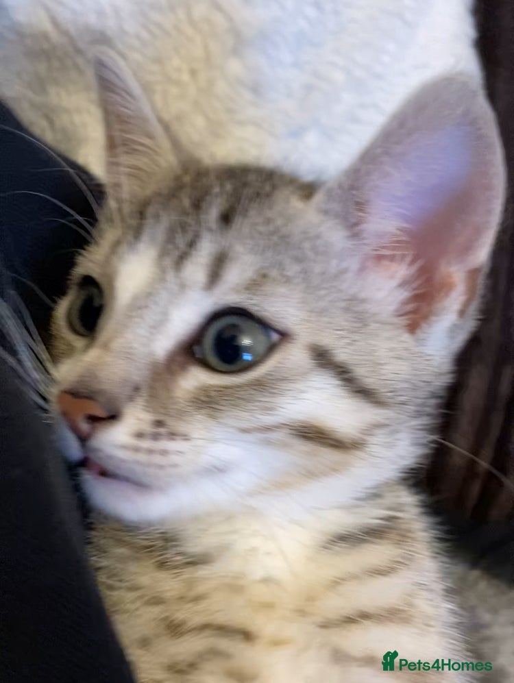 Bengal cats Beautiful male bengal kitten - Advert 2