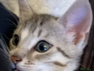 Bengal cats Beautiful male bengal kitten - Advert 2