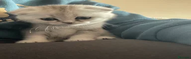 Scottish Fold Kitten 4