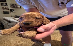 Cockapoo dogs for sale: Cockapoos puppies  - Image 15
