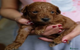 Toy Poodle dogs for sale: Gorgeous KC registered Red Toy Poodle pups - Image 14