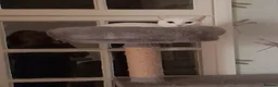 Mixed Breed cats for adoption: Sweetie Merit Amun is looking for love ❤️  - Advert 5