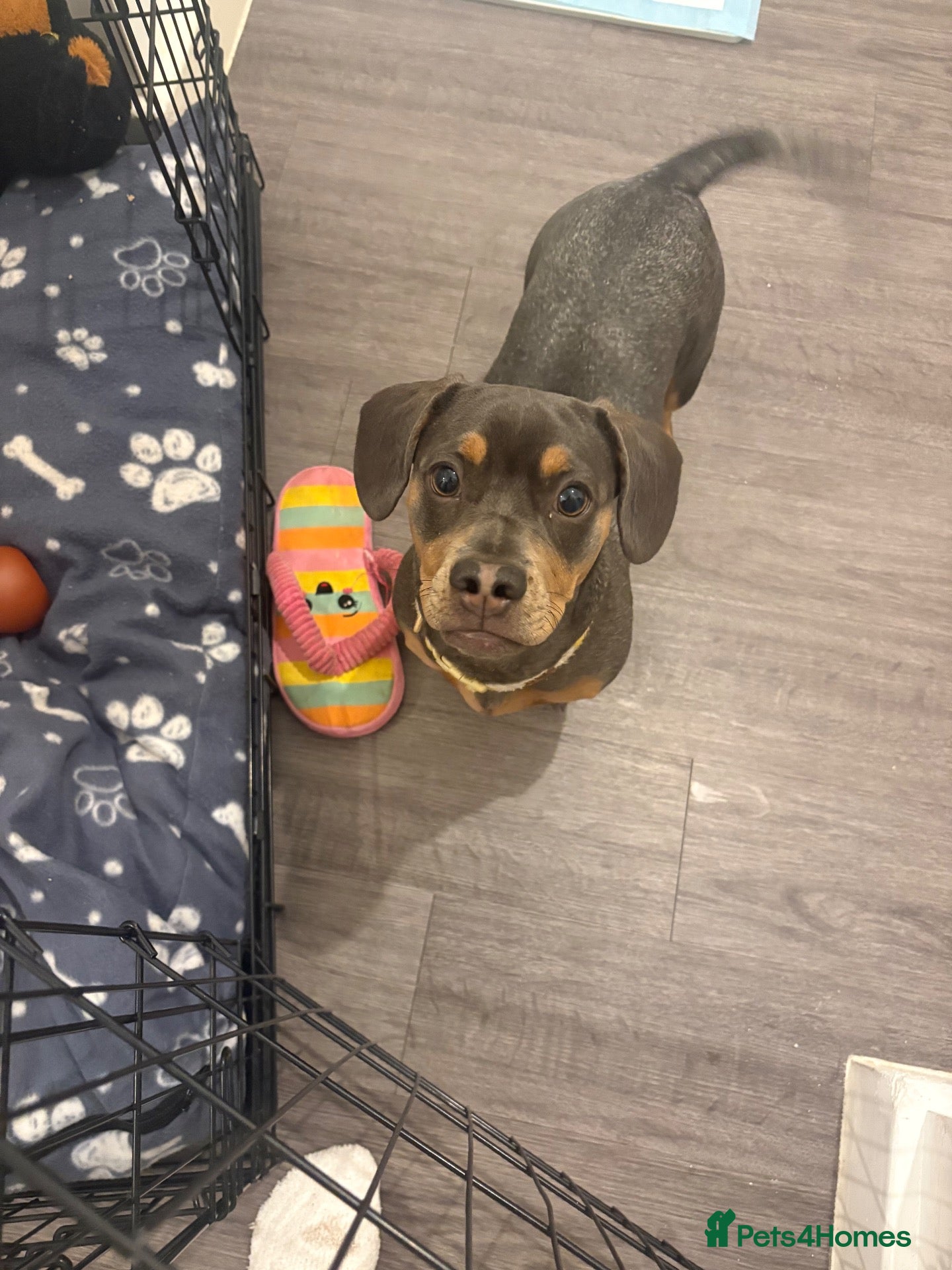 Mixed Breed dogs for sale: 6 month frenchie mixed daschund  - Advert 4