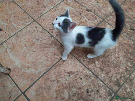 British Shorthair cats Grey and white kitten for sale - Advert 8