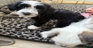 Chinese Crested dogs - Advert 16