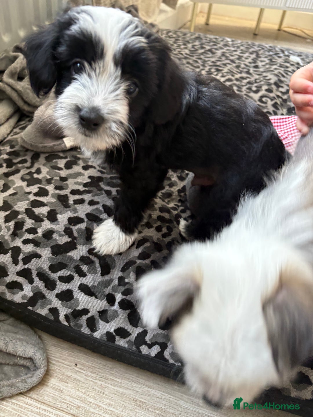 Chinese Crested dogs for sale: powderpuff Chinese crested had both injections  - Image 2