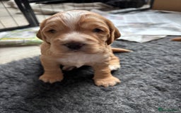 Cocker Spaniel dogs for sale: Working cocker spaniel puppies - Image 1
