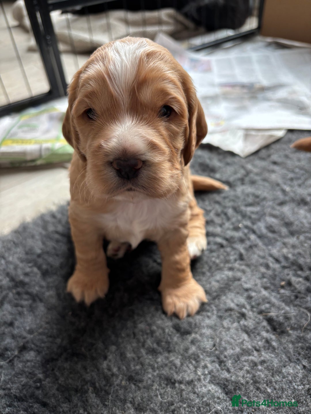 Cocker Spaniel dogs for sale: Working cocker spaniel puppies - Image 1