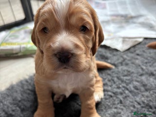 Cocker Spaniel dogs - Advert 1