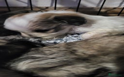 Lhasapoo dogs for sale: 4 Lhasa Apso X poodle (Lhasapoo) puppies - Image 3