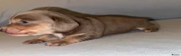 Miniature Dachshund dogs for sale: Miniature Dachshunds - Advert 25