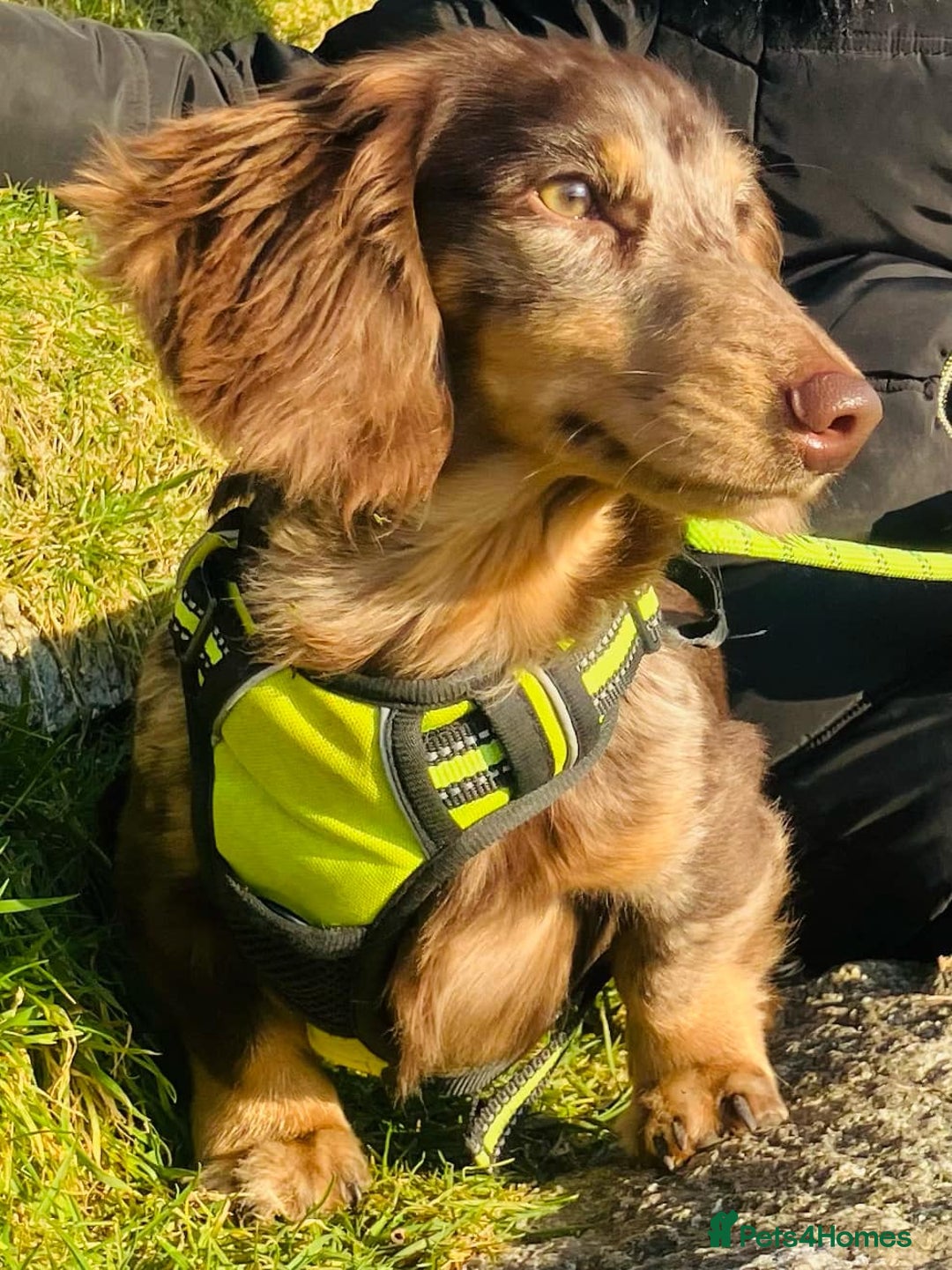 Miniature Dachshund dogs for stud: KC Reg Long Haired Choc Dapple Miniature Dachshund in Gunnislake - Advert 7