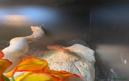 Corn Snake reptiles for sale: Corn Snake  - Image 3
