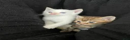 Mixed Breed cats for sale: Cream point Ragdoll cross  - Advert 4