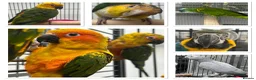 Mixed Breed birds for sale: Various Stunning Range Birds  - Advert 1