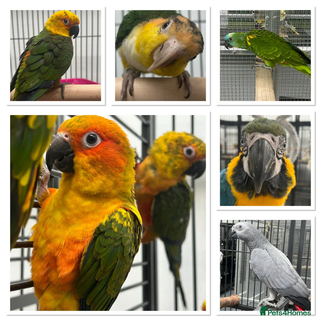 Mixed Breed birds for sale: Various Stunning Range Birds  - Advert 1