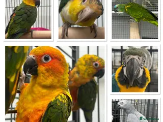 Mixed Breed birds for sale: Various Stunning Range Birds - Advert 1
