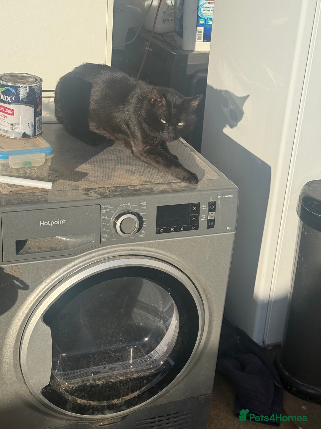 European cats for sale: Kittens for sale - Image 18