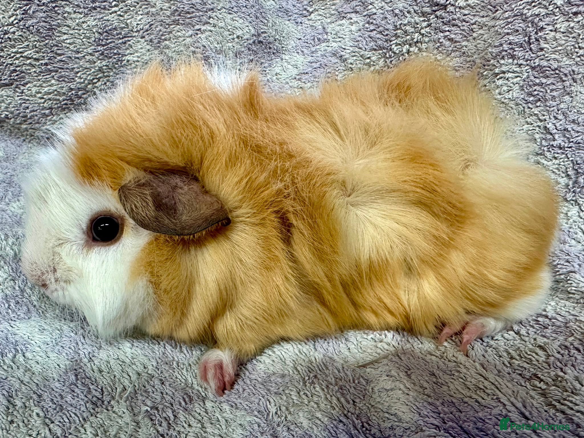 Guinea Pig rodents Beautiful Guinea Pigs Available - Advert 23