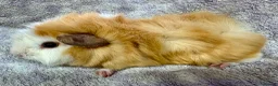 Guinea Pig rodents for sale: Beautiful Guinea Pigs Available - Advert 8