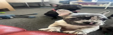 French Bulldog 1