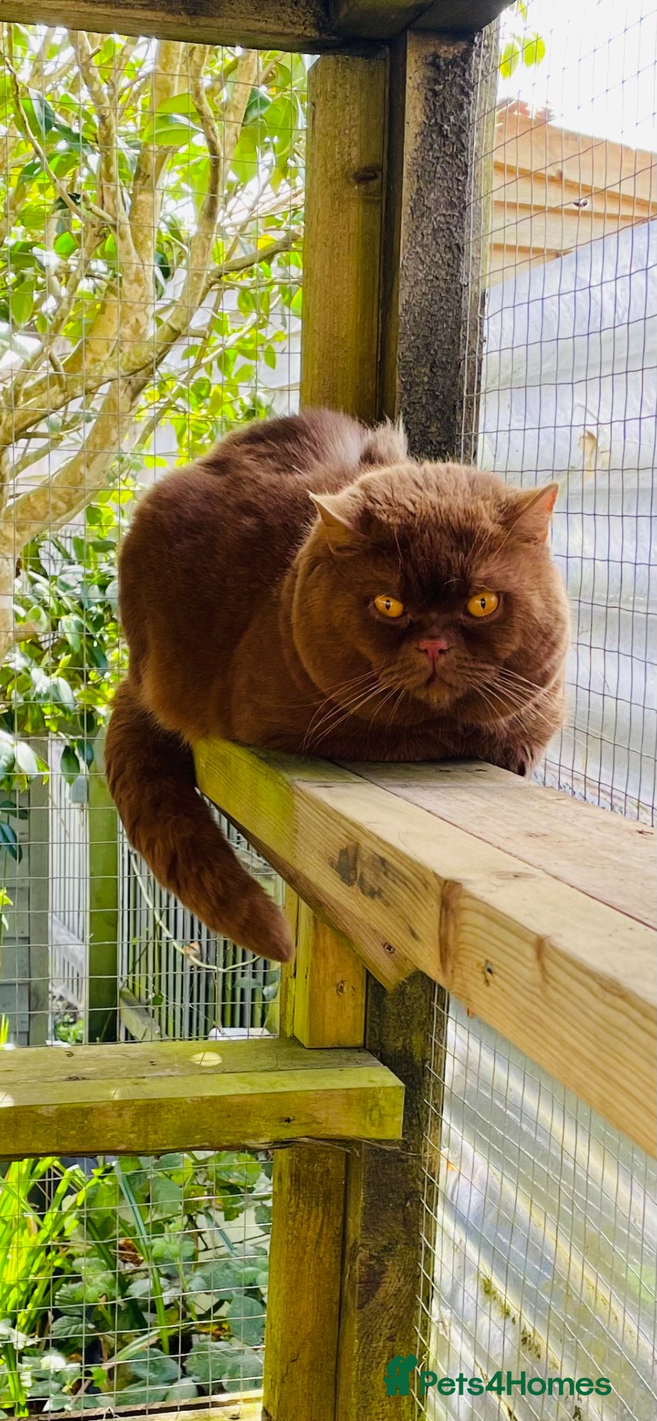 British Shorthair cats Handsome Cinnamon  Boy Russian Bloodlines  - Advert 1