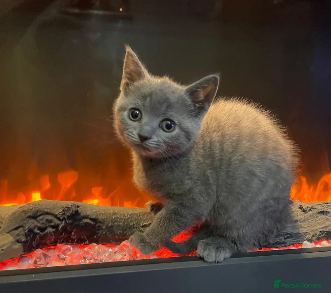 British Shorthair cats for sale: Bsh mix girl  - Advert 2