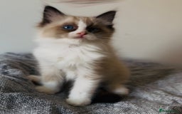 Ragdoll cats for sale: 💙🐾Tica full Pedigree🐾EU Ragdoll 🐱🐾DNA Clear - Image 18