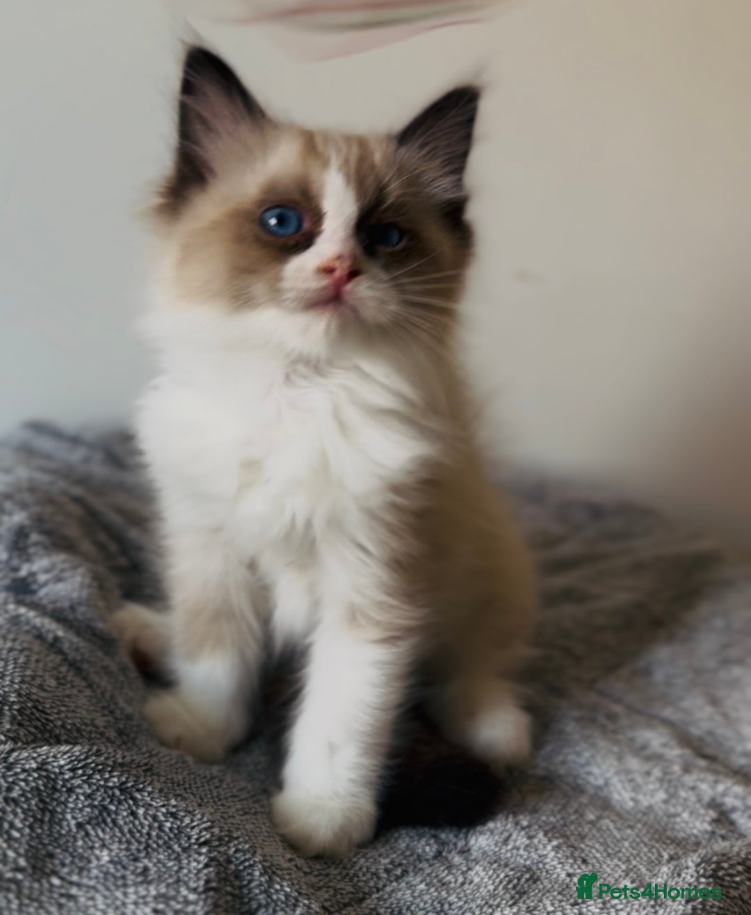 Ragdoll cats for sale: 💙🐾Tica full Pedigree🐾EU Ragdoll 🐱🐾DNA Clear - Image 18