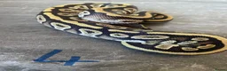 Python Snake reptiles for sale: Hatchling royal pythons. - Advert 9
