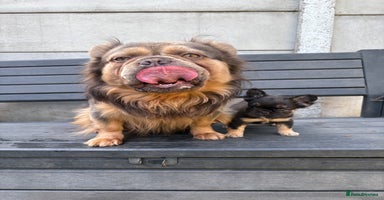 French Bulldog dogs - Advert 8
