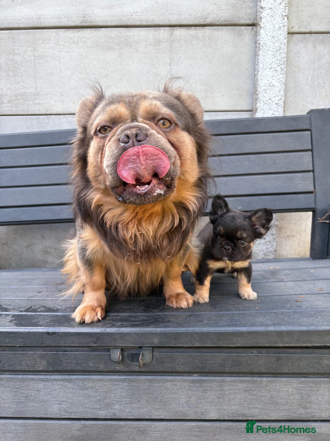 French Bulldog dogs for sale: Beautiful fluffy French bulldog girls pending pink - Image 2
