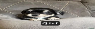 Chihuahua 5