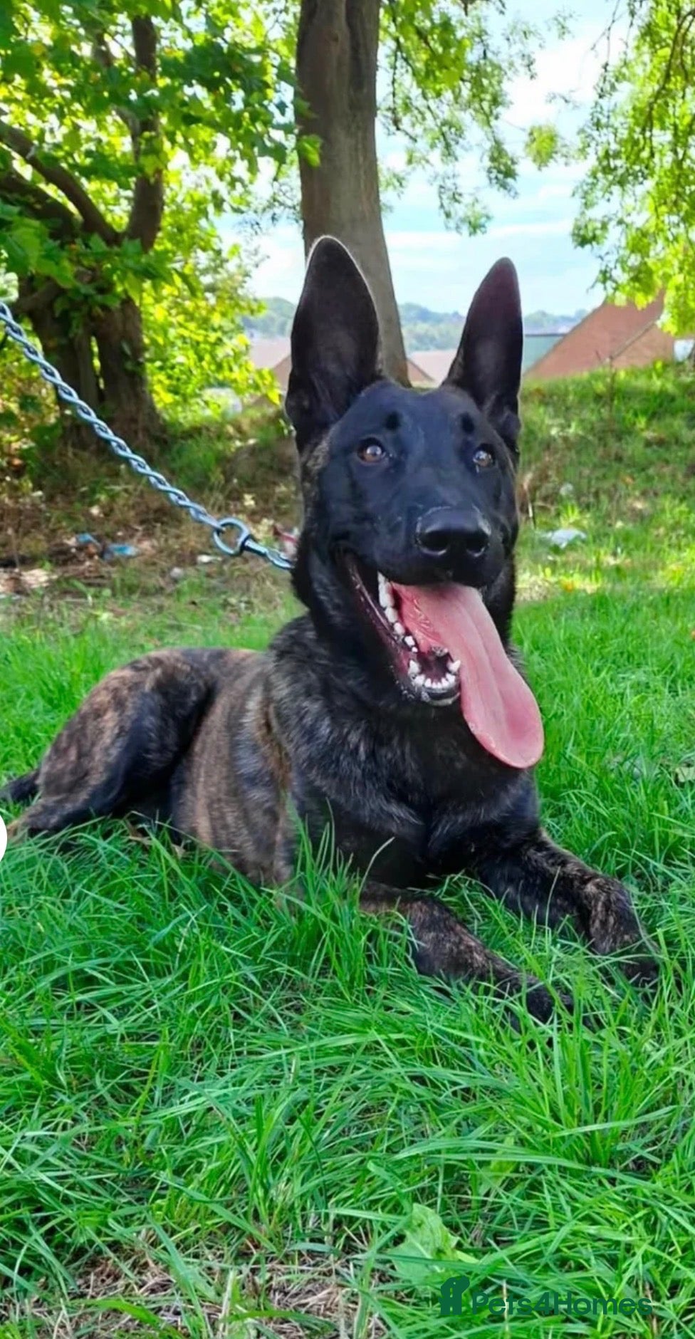 Belgian Shepherd Dog dogs 8 month old Dutch Shepherd boy - Advert 3