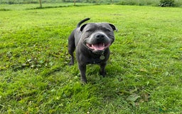 Staffordshire Bull Terrier dogs for stud: KC Reg Staffy Adorable Stud - Image 4